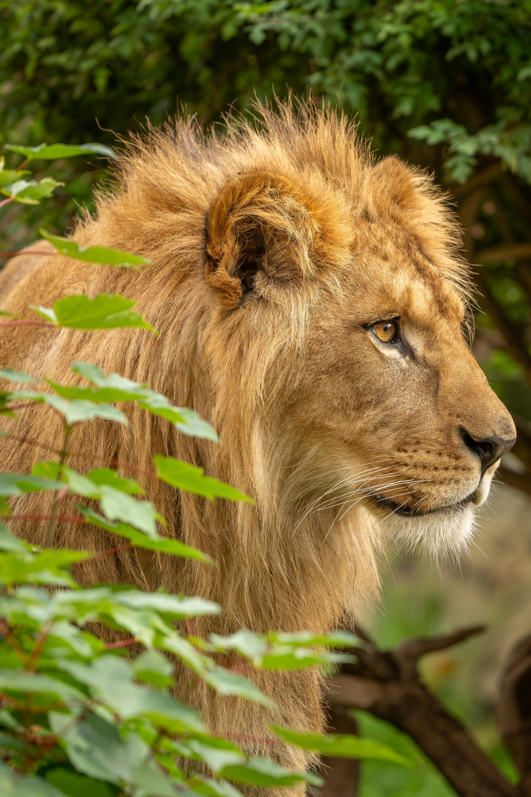 Half Asstrology Leo
